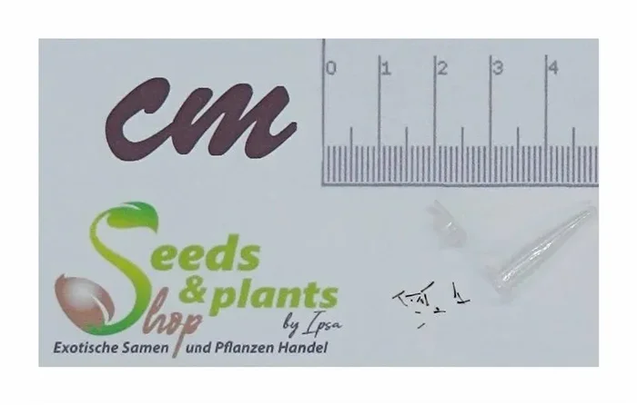 10x Helichrysum formosissimum Strauch Garten Pflanzen – Samen B1112