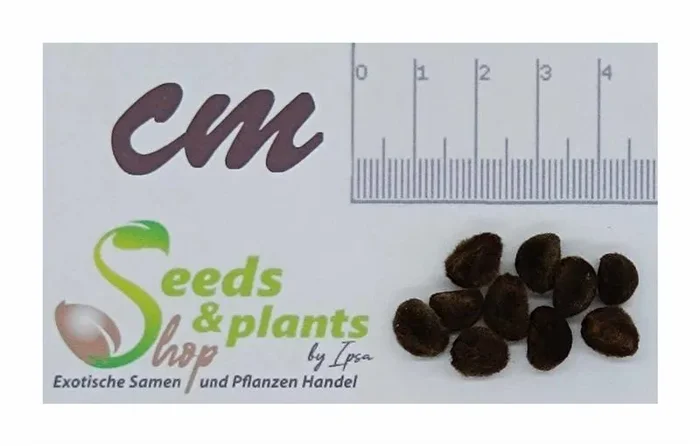 10x Ipomoea pes caprae Strandwinde Garten Pflanzen – Samen B1143