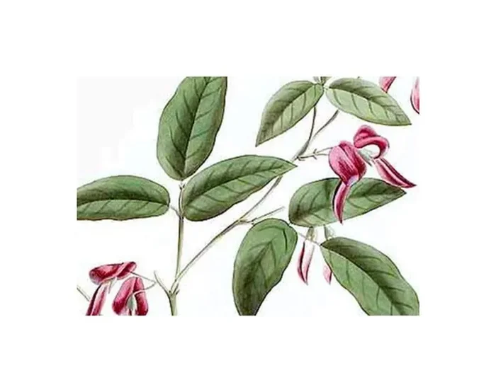 10x Kennedia rubicunda Dunkle Korallenerbse Garten Pflanzen – Samen ID1395