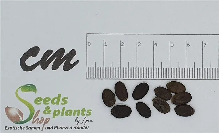10x Luffa cylindrica Schwammkürbis Garten Pflanzen – Samen B1739