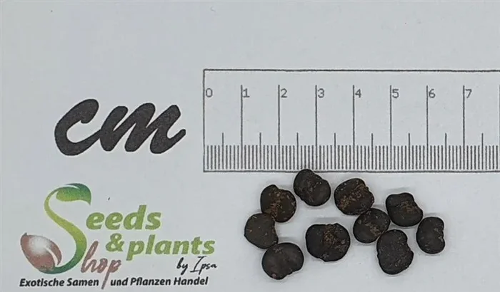 10x Magnolia kobus Kobushi Magnolie Baum Garten Pflanzen – Samen B1748