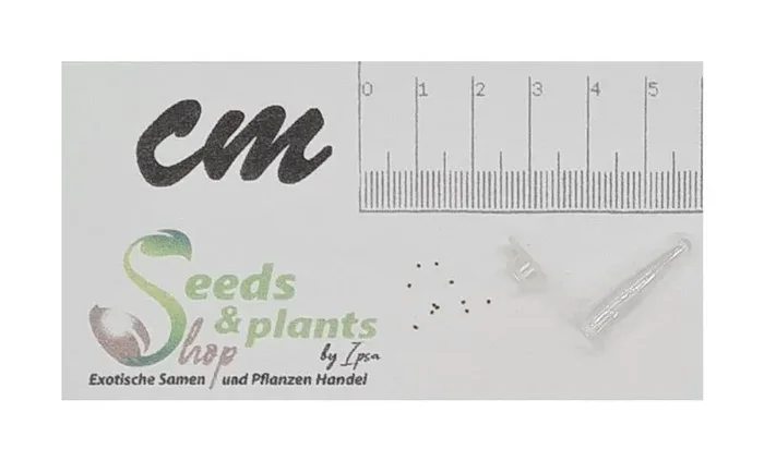 10x Miconia lithophila Strauch Garten Pflanzen – Samen ID1451