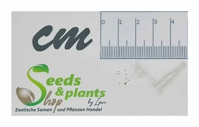 10x Mimulus fruticosus Hemichaena fruticosa Garten Pflanzen – Samen B1363