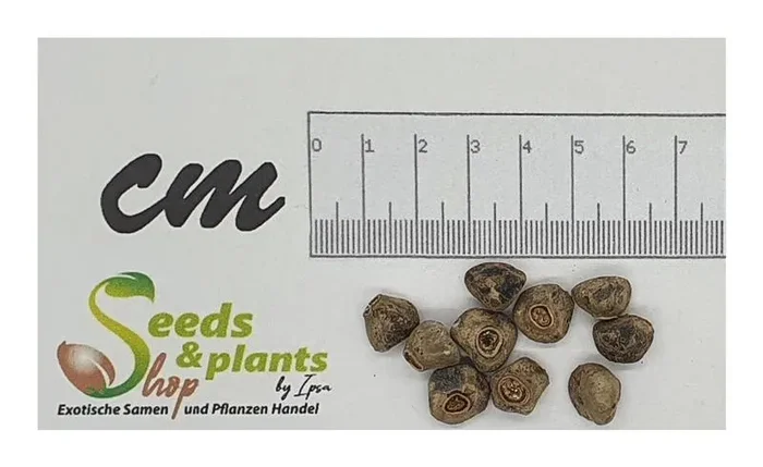 10x Musa nagensium var. hongii Banane Garten Pflanzen – Samen ID511