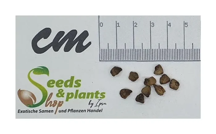 10x Musa sp. Mt. Popomanaseu Bananen Garten Pflanzen – Samen ID516