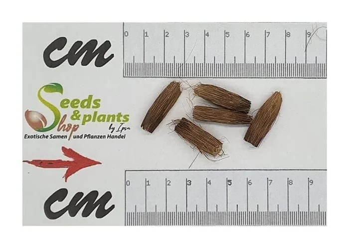 10x Pandanus viscidus Spinnenbein Schraubenbaum Garten Pflanzen – Samen ID644