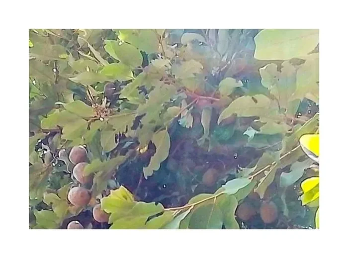10x Parinari anamensis Cây Cám Baum Garten Pflanzen – Samen ID1478