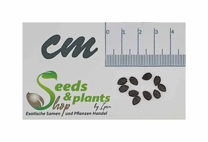 10x Passiflora edulis Red Flamenco Hybrid edulis-Sorte Pflanzen – Samen ID1774