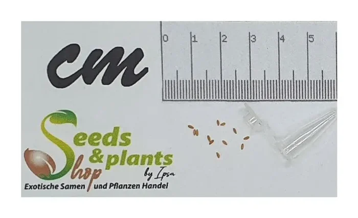 10x Philodendron davidsonii x P. lacerum F1 Garten Pflanzen – Samen ID991
