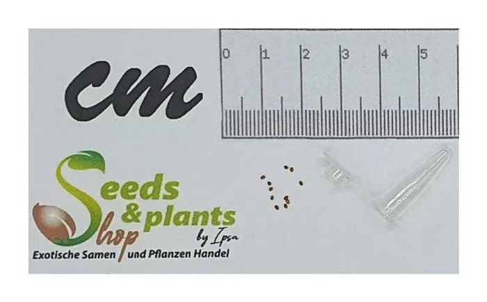 10x Philodendron lacerum Garten Pflanzen – Samen ID993
