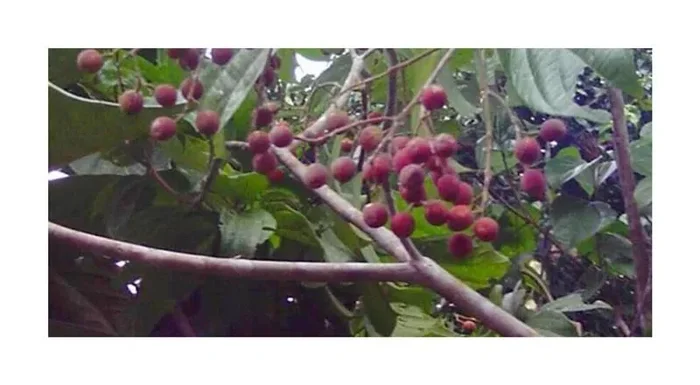 10x Pleuranthodendron lindenii Baum Garten Pflanzen – Samen ID1514