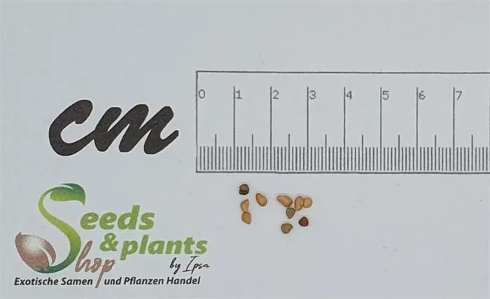 10x Psidium guajava Ecuador Guave Baum Strauch Garten Pflanzen – Samen ID155
