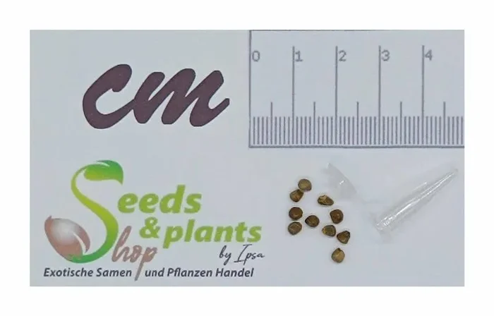 10x Renealmia alpinia Mexikanische Ingwerbeere Garten Pflanzen – Samen ID522