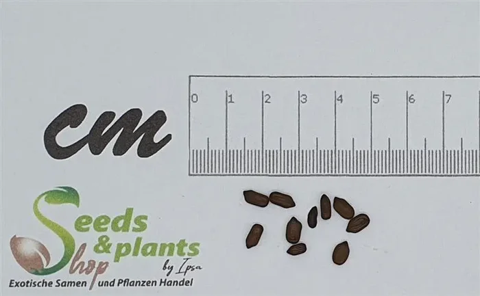 10x Senna sulfurea Kassie Baum Strauch Pflanzen – Samen ID198