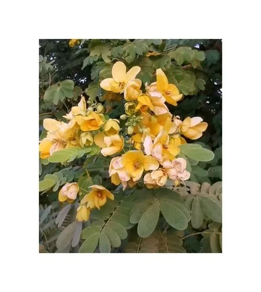 10x Senna surattensis Strauch Garten Pflanzen – Samen ID1574