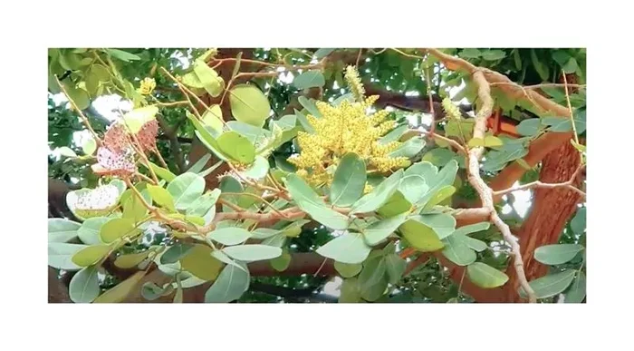 10x Sindora siamensis Baum Garten Pflanzen – Samen ID1584