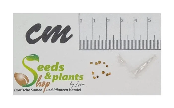 10x Ugni molinae Murta Strauch Garten Pflanzen – Samen B6
