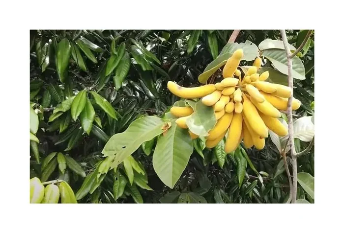 10x Uvaria chamae Baum Garten Pflanzen – Samen ID1038