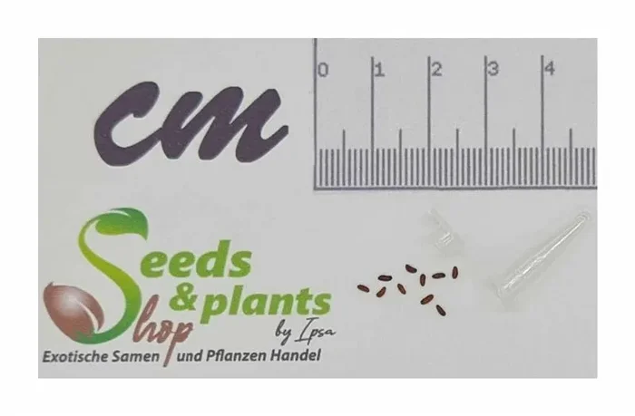 10x Vismia lateriflora Baum Strauch Garten Pflanzen – Samen B22