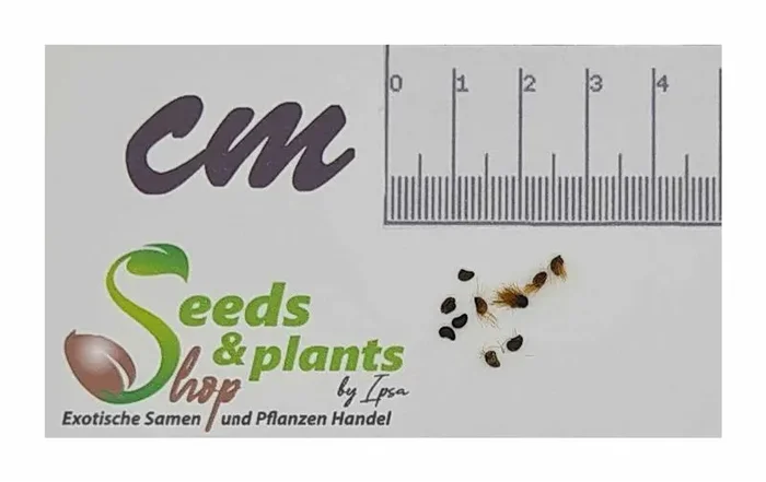 10x Wercklea insignis Hibiscus wercklei Garten Pflanzen – Samen B30