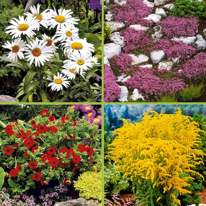 12 Landhausstauden im Sparset Solidago x cult. / Thymus paecox Coccineus / Leucanthemum x superb Alaska / Potentilla atrosanguinea – Bestellnummer 1170618