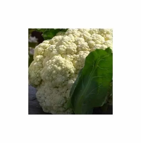 150 Korn Winterblumenkohl Walcheren Garten Pflanzen – Samen F-S149