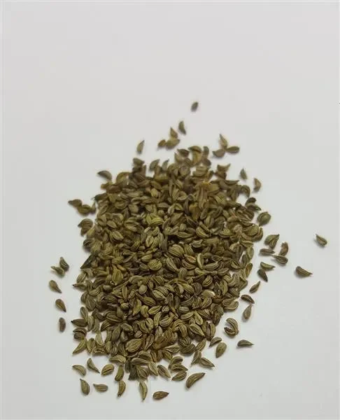 1650x Petersilie Petroselinum crispum Saatgut Garten Pflanzen – Samen K201