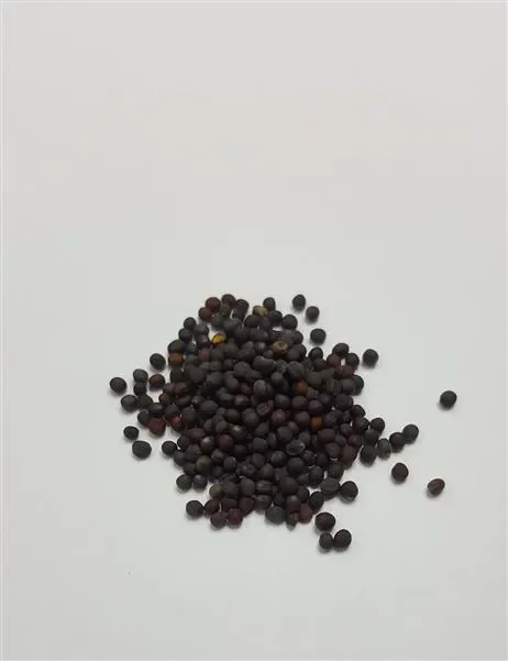 180x Komatsuna Mustard Spinach Xotica Collection Gemüse Pflanzen – Samen K244