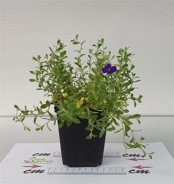 1x Blaukissen Hamburger Stadtpark Stauden Topf Garten – Pflanze K-P17