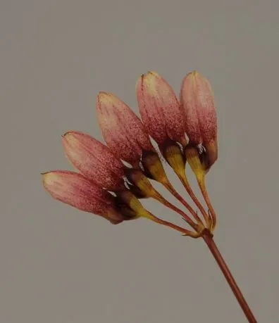 1x Bulbophyllum lepidum Miniatur creme rot Streifen Orchidee OW29