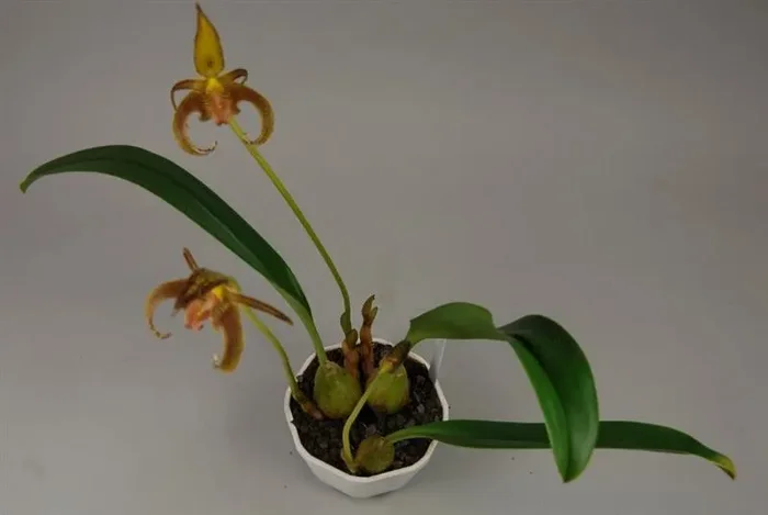 1x Bulbophyllum lobbii gelb okker Punkte Ampeltopf Orchidee OW30