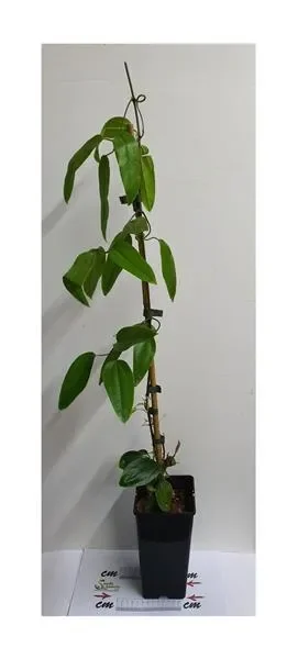 1x Clematis Apple Blossom Waldrebe Garten Kletter – Pflanze K-P491