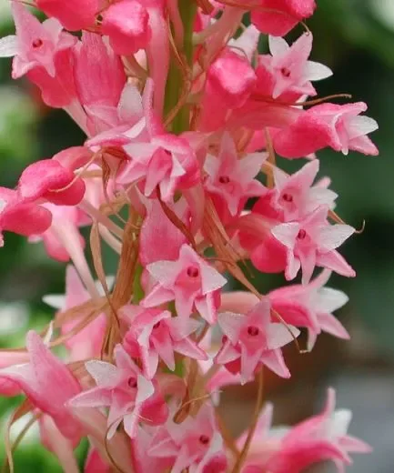1x Coelia macrostachya koralle magenta Duft Orchidee Pflanze OW40