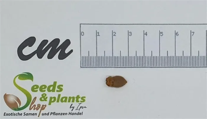 1x Commiphora edulis subsp. boiviniana Caudex Pflanzen – Samen B1998