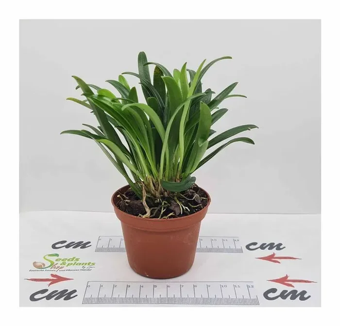 1x Masdevallia herradurae dunkel Duft Zimmer Pflanze – Orchidee OW109