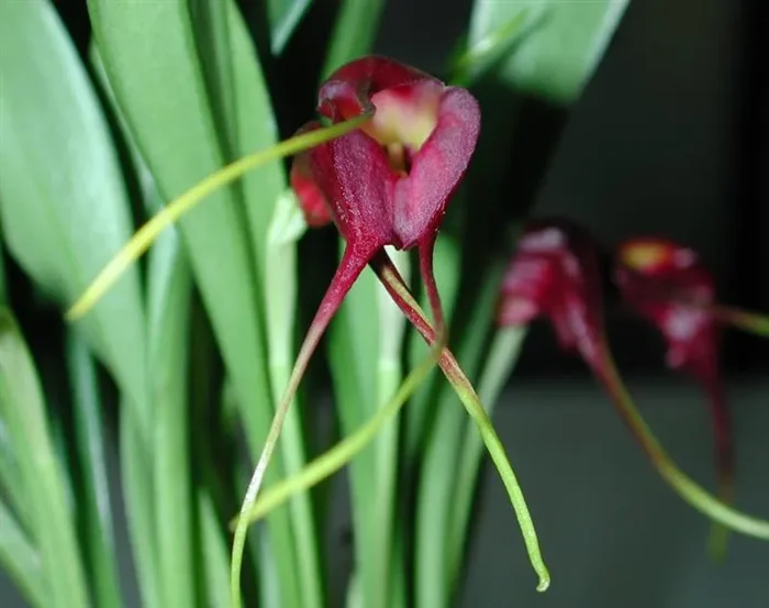 1x Masdevallia rolfeana Meristem Sorte dunkelrot Orchidee OW116