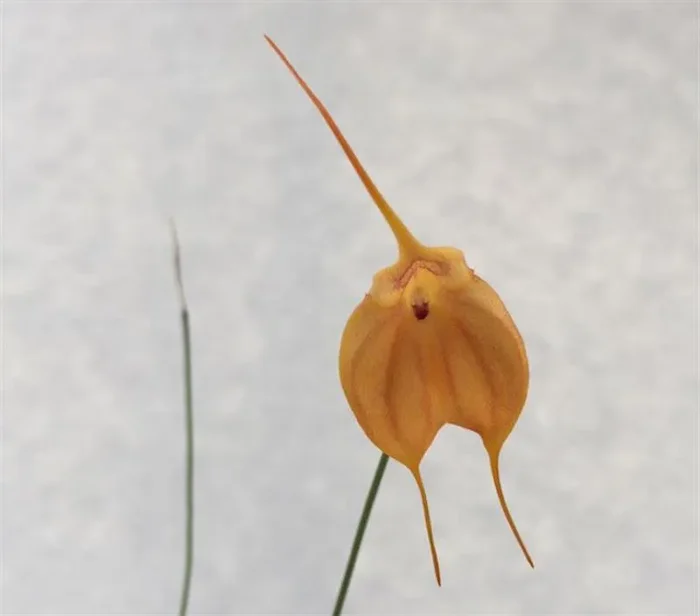 1x Masdevallia veitcheana x infracta terrestrisch Orchidee OW120