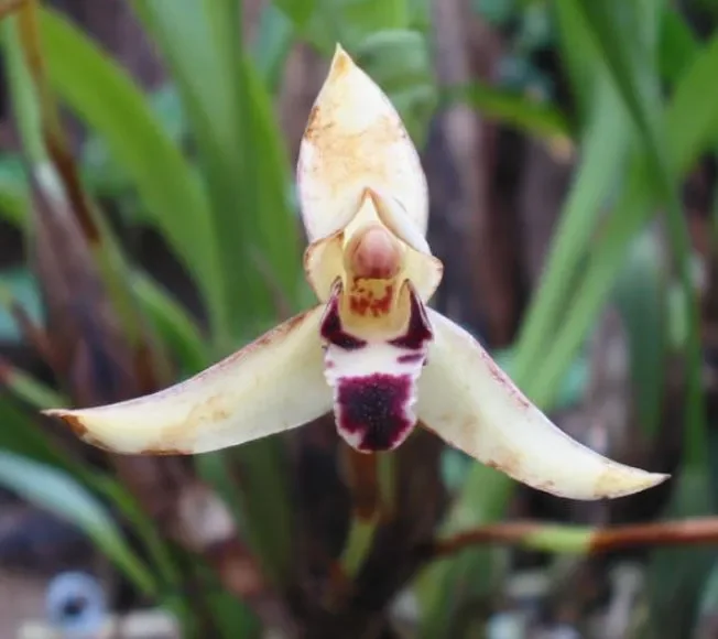 1x Maxillaria marginata Multiflower cremeweiß Orchidee Pflanze OW112