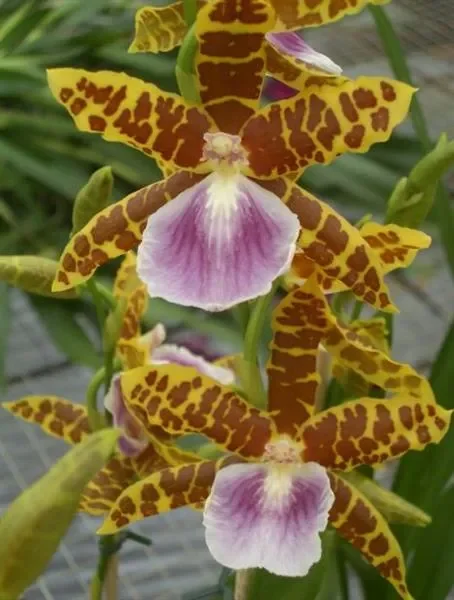 1x Miltonia Goodale Moir Golden Wonder Meristem Sorte Orchidee OW130