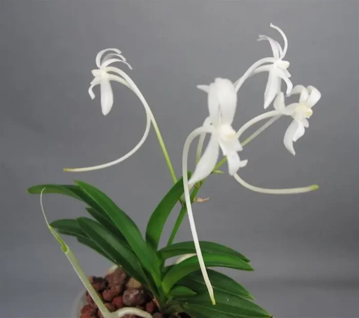 1x Neofenetia falcata Miniatur Duft Orchidee OW141