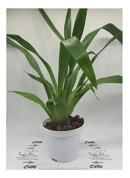 1x Oncidium ornithorhynchum Jungpflanze Orchidee Zimmer – Pflanze OW153