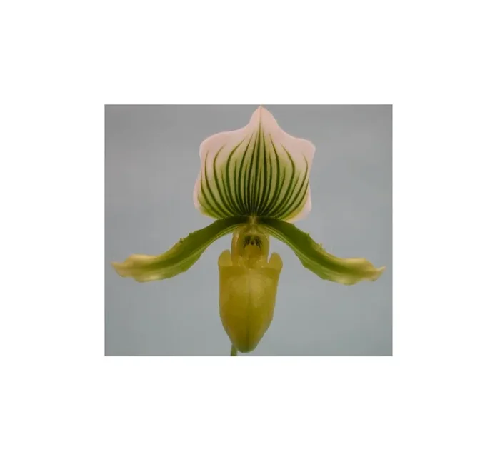 1x Paph. Maudianum x Paph. holdenii x Paph. supersuk Orchidee OW160