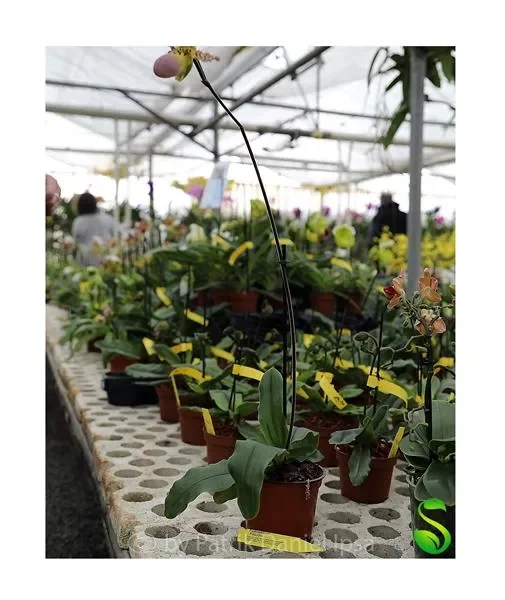 1x Paphiopedilum Pinocchio Orchidee Zimmer – Pflanze L28