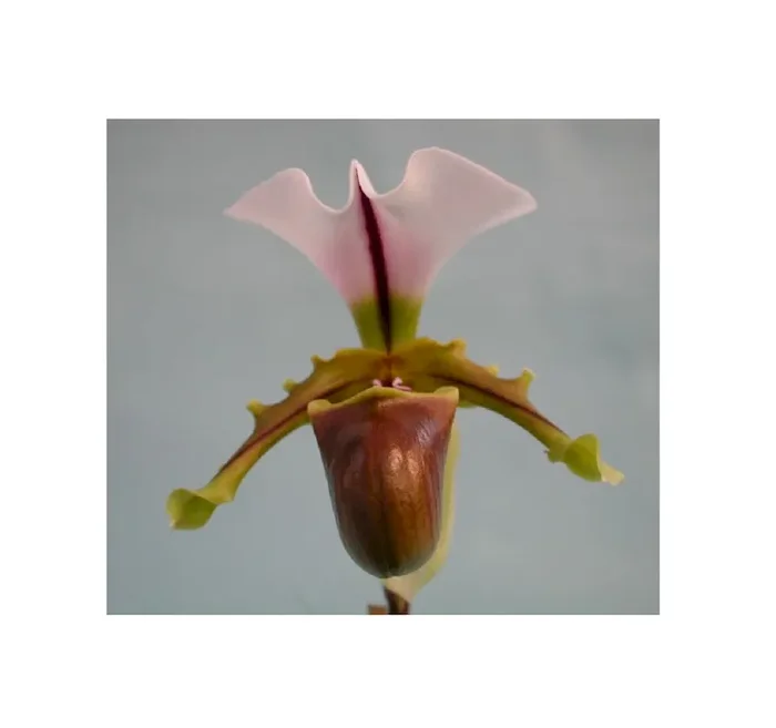 1x Paphiopedilum spicerianum Jungpflanze Sämling Orchidee OW216