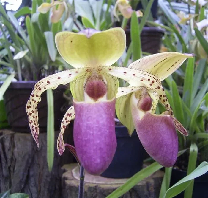 1x Paphiopedilum Stone Ground Multiflower Sämling Orchidee OW217
