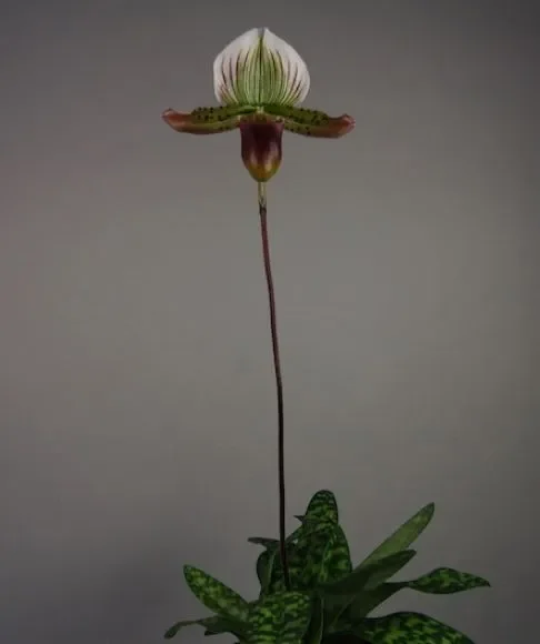 1x Paphiopedilum Via Quatal Schmuckblatt Orchidee Pflanze OW224