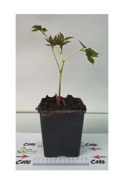 1x Pfingstrose weiß Duchesse de Nemours Paeonia Topf Garten – Pflanze K-P287