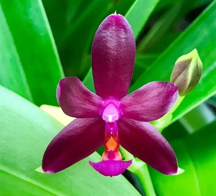 1x Phalaenopsis cornu cervi Chattaladae x violacea Norton Blue L484