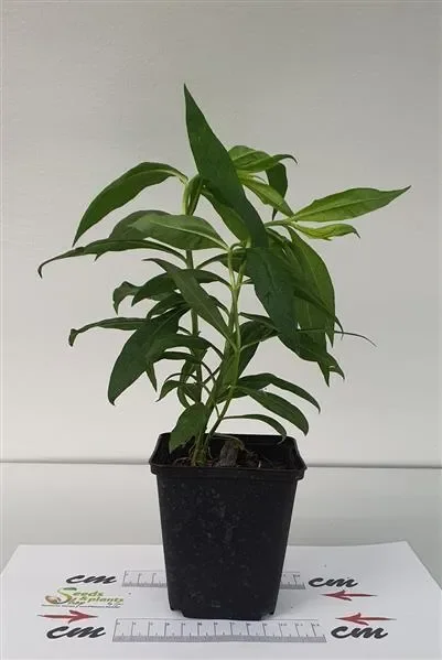 1x Phlox Paniculata White Admiral Flammenblumen Topf – Pflanzen K-P6