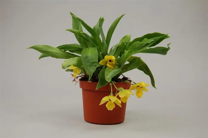 1x Promenea citrina Hybride Miniatur Orchidee Zimmer – Pflanze OW262
